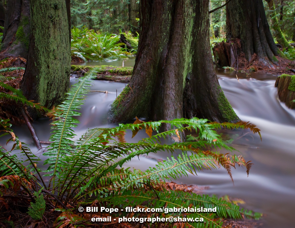 Elder Cedar Forest